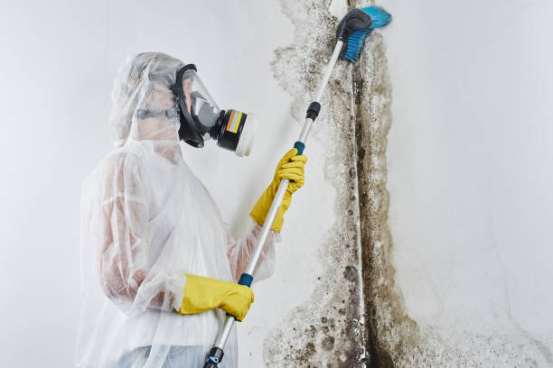 Best Basement Mold Removal  in Stanberry, MO