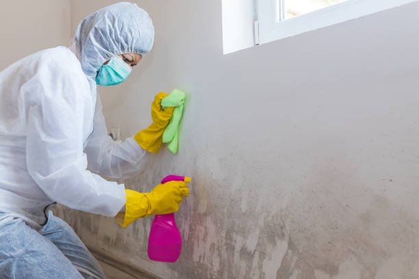 Best Environmental Consulting for Mold Prevention  in Stanberry, MO